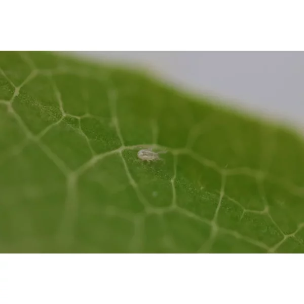 Raubmilben (Neoseiulus californicus) gegen Spinnmilbe, Weichhautmilben, Thripslarven | 1 Tütchen für ca. 4 m²